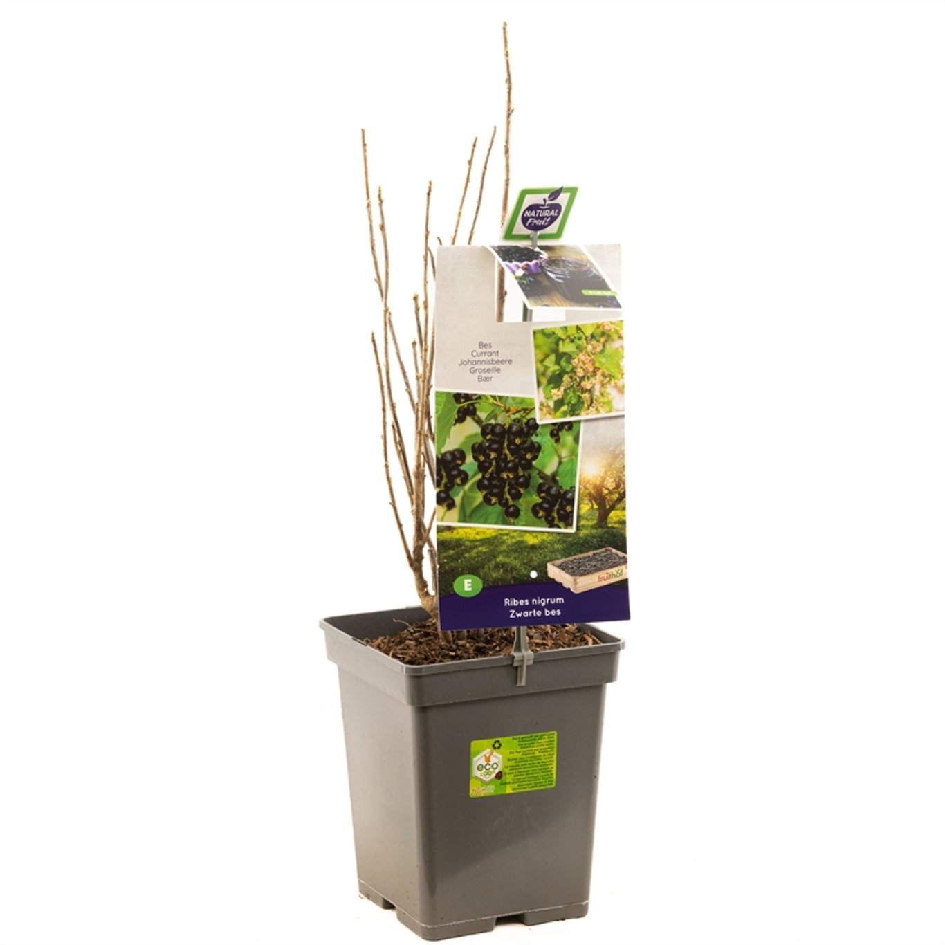 Ribes nigr. 'Titania' - C5 50-60 CM